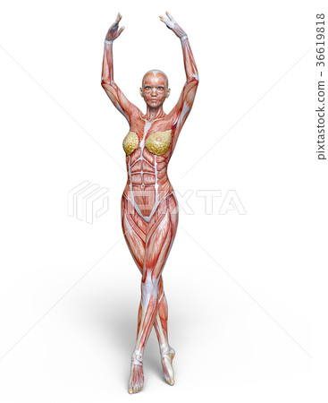 Female human body model 36619818