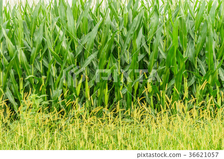 Amish country farm, corn wall, field agriculture 36621057