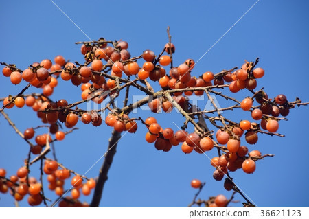 A lot of small sweet potato trees A lot of small sweet potato trees 36621123