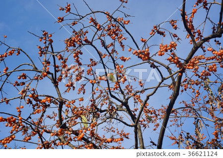 A lot of small sweet potato trees 36621124