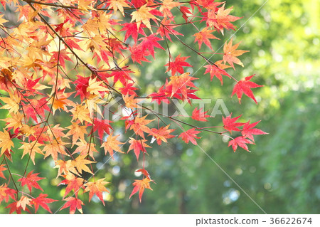 Momiji Autumn leaves Autumn Sum Background Momiji Autumn leaves Autumn Sum Background 36622674