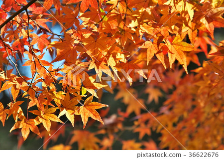 Momiji Autumn leaves Autumn Sum Background Momiji Autumn leaves Autumn Sum Background 36622676