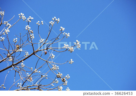 Nankinhase的果實 Nankinhase的果實 36626453