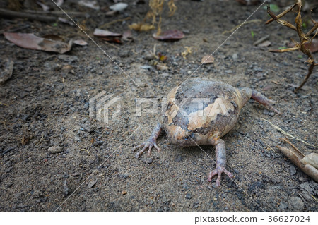 Banded Bullfrog (Kaloula pulchra)  36627024