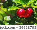 Bunch of Red and Sweet Cherries on Tree in Summer 36628793