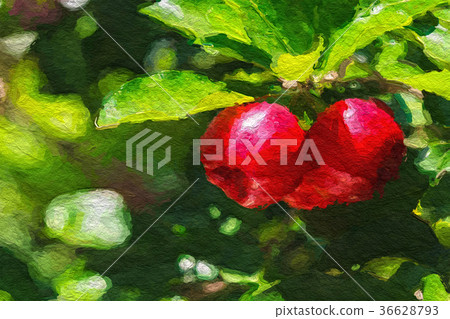 Bunch of Red and Sweet Cherries on Tree in Summer Bunch of Red and Sweet Cherries on Tree in Summer 36628793