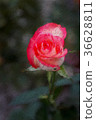 Jumilia Rose in dark background, in Painting 36628811