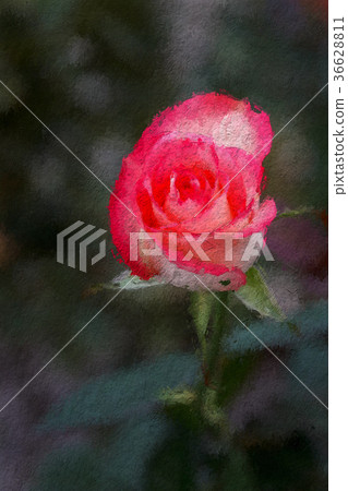 Jumilia Rose in dark background, in Painting 36628811