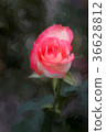 Jumilia Rose in dark background, in Painting 36628812