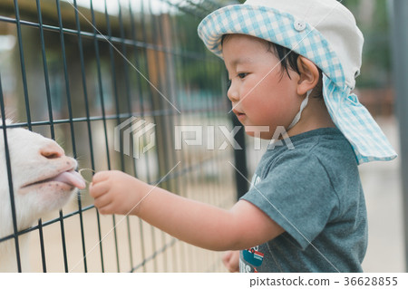 younger, animal, animals 36628855