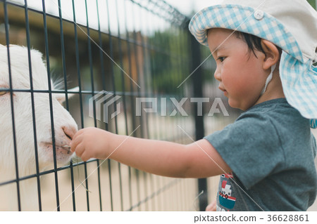 younger, animal, animals 36628861