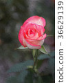 Jumilia Rose in dark background, in Painting 36629139