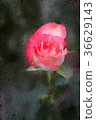Jumilia Rose in dark background, in Painting 36629143