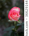 Jumilia Rose in dark background, Closeup 36629144