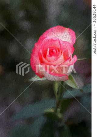 Jumilia Rose in dark background, Closeup Jumilia Rose in dark background, Closeup 36629144