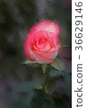 Jumilia Rose in dark background, Closeup 36629146