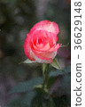 Jumilia Rose in dark background, Closeup 36629148