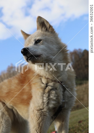 狗狗 狗狗 36632001