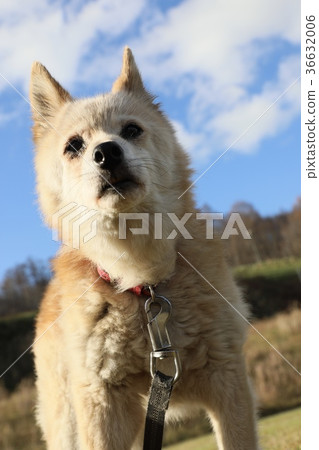 Dog Dog 36632006