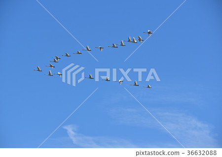 Swans returning to the north against the blue sky 36632088
