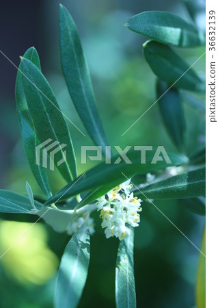 Olive flowers Olive flowers 36632139