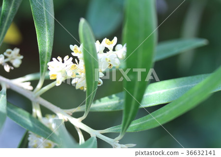 Olive flowers 36632141