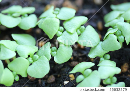 Basil sprouts 36632279