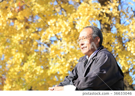 Ginkgo tree-lined walk Senior man 36633046