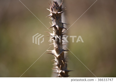 Taranoki 36633747