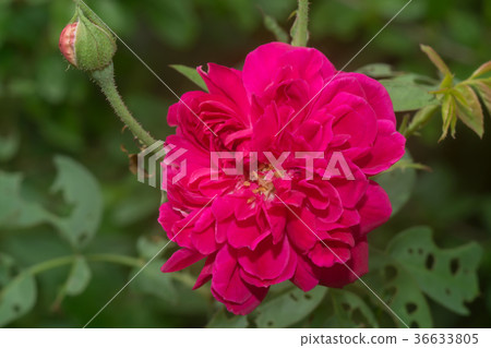 Pink rose petals for rose tea Pink rose petals for rose tea 36633805