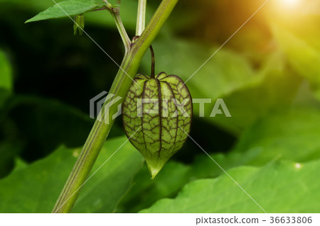Hogweed or Ground Cherry. 36633806