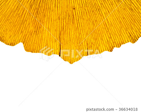 Dried ginkgo leaves 36634018