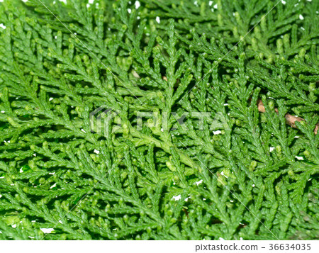 Green leaf of Chimese Arborvitae 36634035
