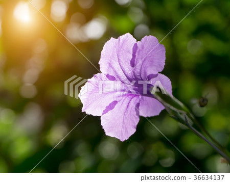 Ruellia tuberosa flower. 36634137
