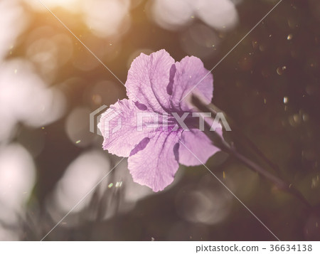 Ruellia tuberosa flower. 36634138