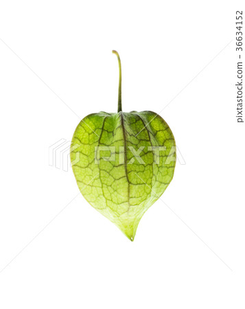 Hogweed or Ground Cherry. 36634152