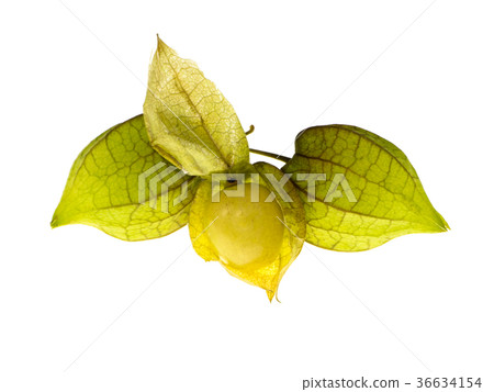 Hogweed or Ground Cherry. Hogweed or Ground Cherry. 36634154
