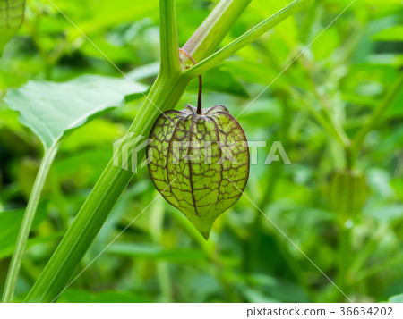 Hogweed or Ground Cherry. 36634202