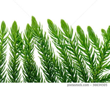 Norfolk Island Pine Norfolk Island Pine 36634305