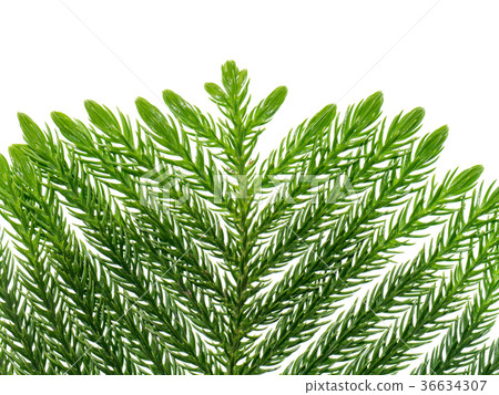 Norfolk Island Pine Norfolk Island Pine 36634307