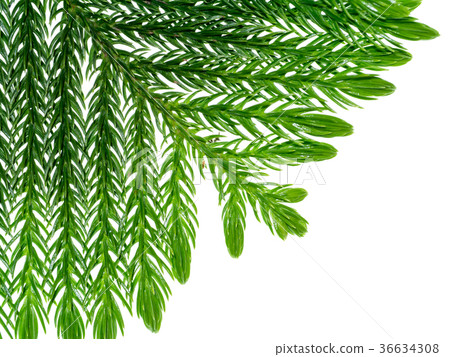 Norfolk Island Pine Norfolk Island Pine 36634308