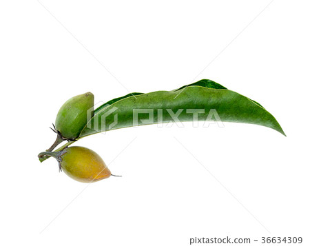 Bullet wood plant Bullet wood plant 36634309