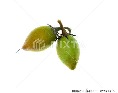 Bullet wood plant Bullet wood plant 36634310