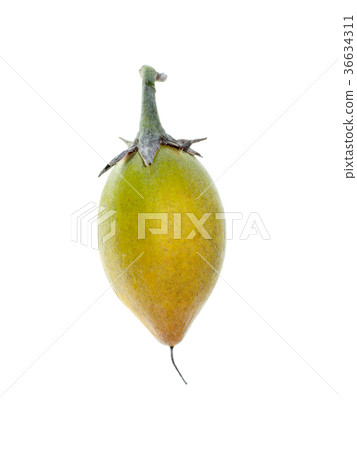 Bullet wood plant 36634311