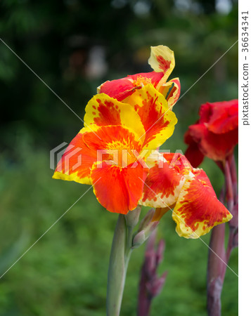 Close up of India Short flower. 36634341