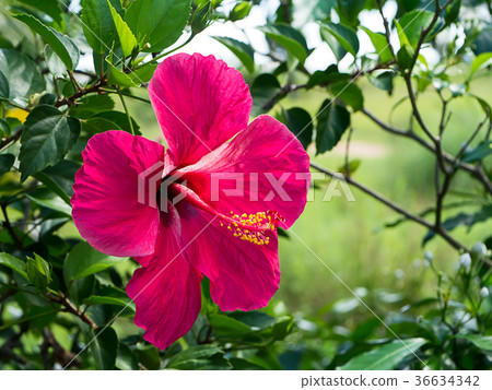 Dark pink Chinese Rose 36634342