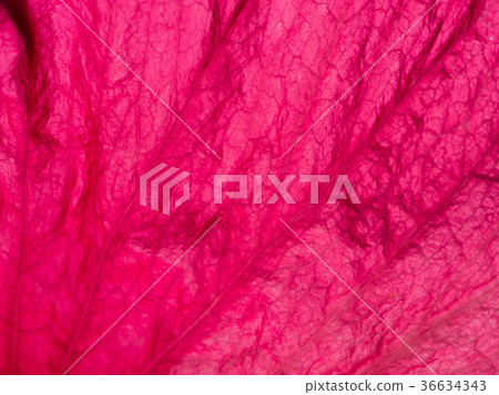 Petal of Dark pink Chinese Rose Petal of Dark pink Chinese Rose 36634343