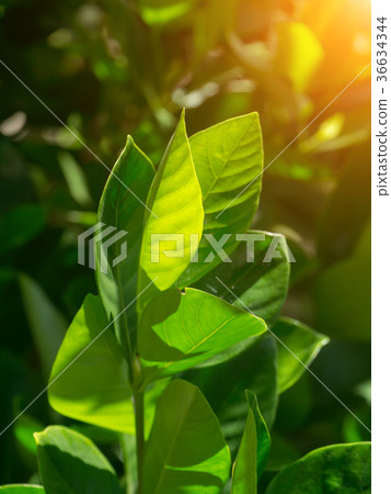 Cape jasmine, Gardenia jasmine leaves. Cape jasmine, Gardenia jasmine leaves. 36634344