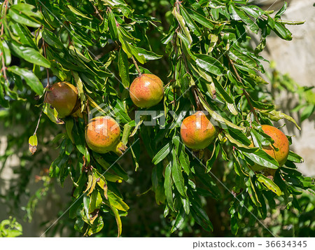 Pomegranate on branch. Pomegranate on branch. 36634345