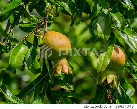 Pomegranate on branch. Pomegranate on branch. 36634346
